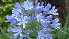 Агапантус – абисинската красавица