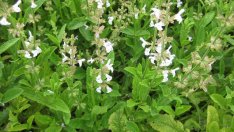 Даншен – поредното китайско чудо