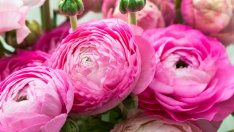 Ранункулус – бухнало азиатско лютиче 