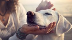 7 грешки, които допускаме с домашните любимци