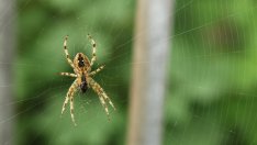 Какво означава, ако видите паяк?