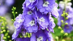 Делфиниум или ралица – как да отглеждаме красивото цвете