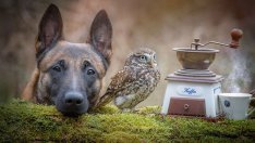 Приключенията на Инго и Наполеон (галерия)