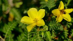 Бабини зъби – подобрява либидото и засилва имунитета