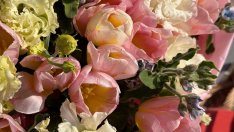 Еустома или лизиантус – отглеждане и грижи за растението