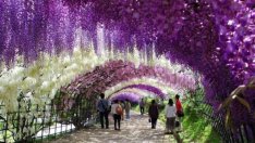Цветният тунел в Япония (галерия) 