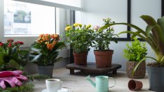 Вълшебна подхранваща смес за цветя