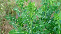 Ползи за здравето от дива маруля