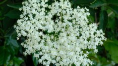 Сироп от бъз