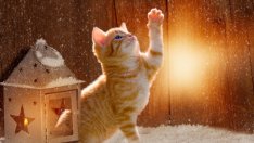 Какво означава, ако сънуваш котка?