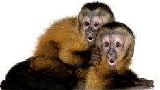 Знаете ли, че... в Япония има ресторант със сервитьори-маймуни?