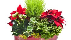 Растения, които ще ви донесат късмет и любов през 2015 година 