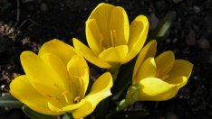 Есенният минзухар – слънце в късната есен