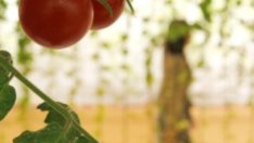 Полезните храни също трупат килограми