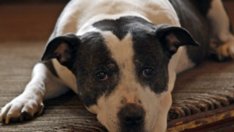 Здравословните навици на кучетата стават и за хора