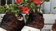 Бира с чесън – деликатесен екотор за стайните цветя