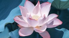 Как лотосът прави кожата по-красива и здрава