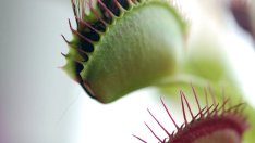 Красиви, но опасни растения хищници