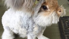 Уоли – зайчето с ангелски уши (галерия)