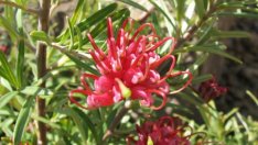 Гревилея – огнената австралийка