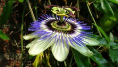 Билки, които облекчават симптомите на фибромиалгия