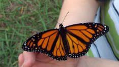 Как влияе контактът с домашните любимци на развитието на децата