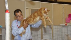 Най-голямата котка в света пристига на изложба у нас