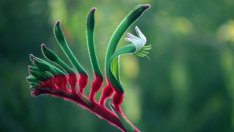 Кенгурово цвете – красиво, но и с много претенции