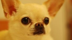 Знаете ли, че... кученцето чихуахуа произхожда от Мексико? 