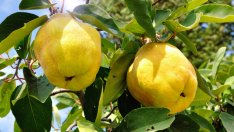 8 здравословни ползи от дюлите