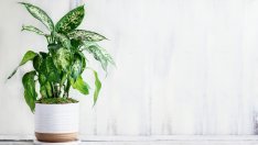 5 растения, които пречистват въздуха според НАСА