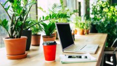 Защо е добре да имаме растения на работното място