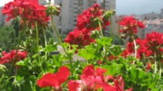 Червено мушкато за апетит, жълти хризантеми за семейно щастие