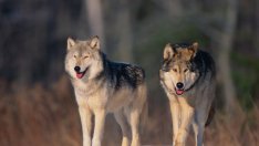 Притча за двата вълка