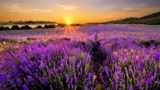 Използвайте лавандула за здраве!