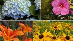 5 лесни за отглеждане цветя, с които да украсите градината