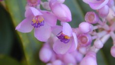 Мединилата с тежките си гроздови цветове