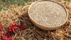 Варено жито - ашуре