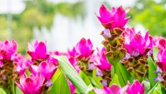 Да си отгледаме куркума или сиамско лале 