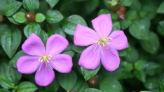 Дисотис – как да го отглеждаме 