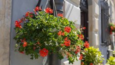 Как да засадим и да се грижим за мушкато