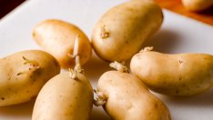 Опасно ли е да ядем покълнали картофи?