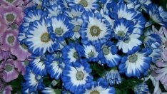 Цинерария – познато цвете с непознато име