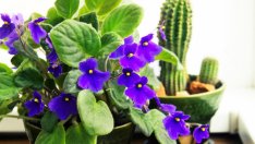 Сентполия – кичеста африканска теменужка 