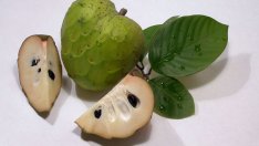 Анона ябълка помага при борбата с рака