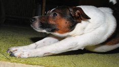 И животните правят йога