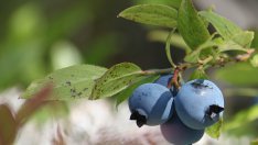 Храни с антистареещ ефект