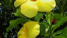 Малки ремонти: Жълто в интериора на дома