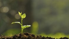 Притча за двете семена