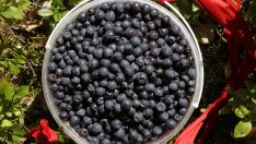 Бабини лекарства с дарове от природата